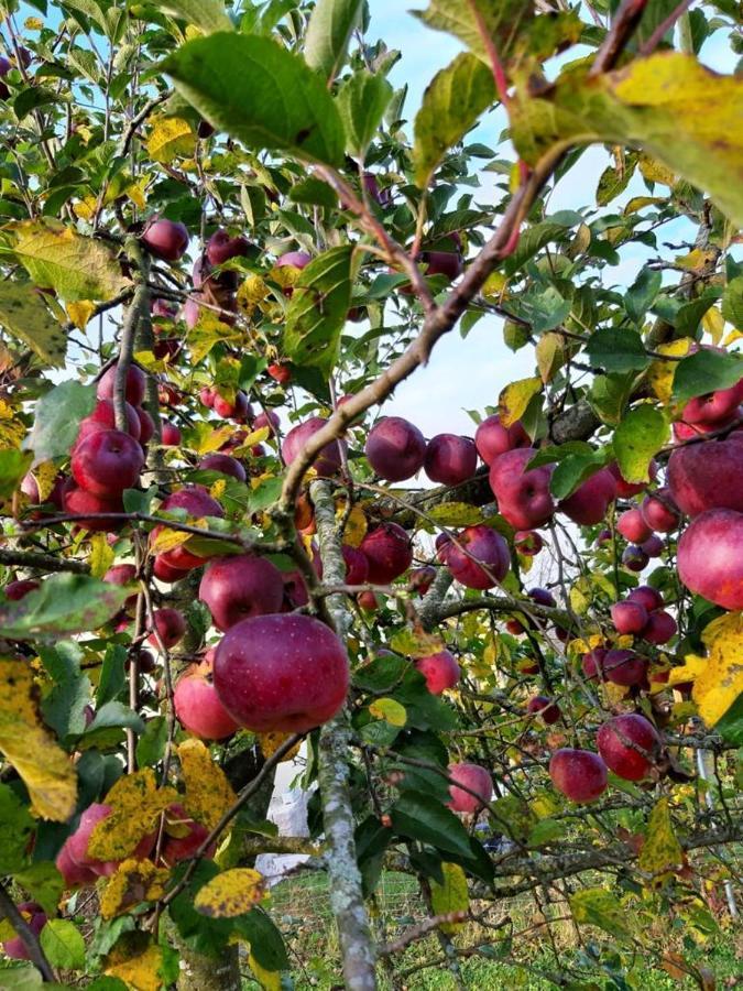 Schoenauerhof- Urlaub Im Gruenen Aber Doch In Der Stadt パッサウ エクステリア 写真